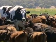 Knickers n'est pas une grosse vache. // Source : Capture d'écran YouTube