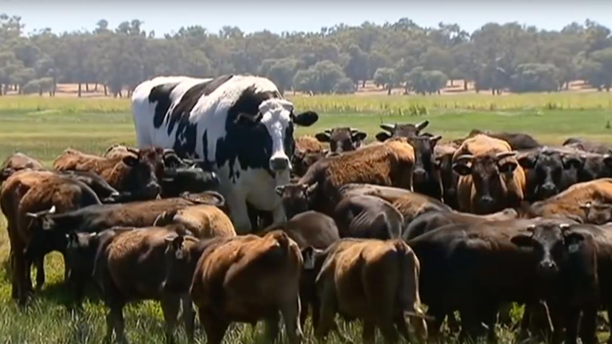 Knickers n'est pas une grosse vache. // Source : Capture d'écran YouTube Knickers n'est pas une grosse vache. // Source : Capture d'écran YouTube