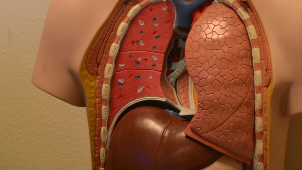 Une fois inhalées, les particules restent dans les poumons. // Source : Pxhere/CC0 (photo recadrée) Une fois inhalées, les particules restent dans les poumons. // Source : Pxhere/CC0 (photo recadrée)