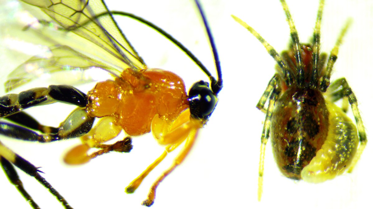 Une guêpe Zatypota parasite une araignée Anelosimus eximius. // Source : University of British Columbia Une guêpe Zatypota parasite une araignée Anelosimus eximius. // Source : University of British Columbia