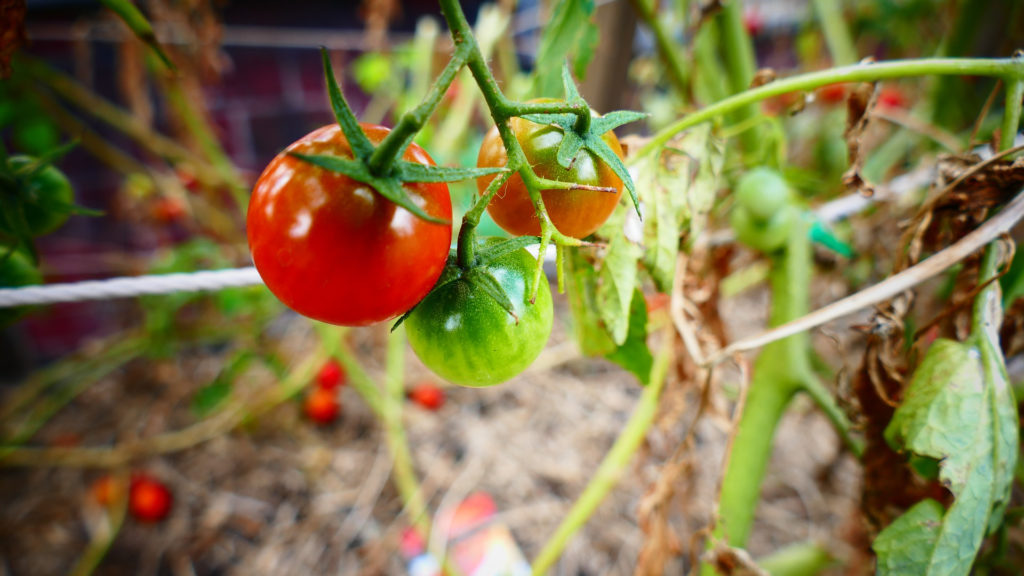 L'agriculture biologique nécessite plus de place pour atteindre les mêmes rendements. // Source : Pixabay/CC0 (photo recadrée) L'agriculture biologique nécessite plus de place pour atteindre les mêmes rendements. // Source : Pixabay/CC0 (photo recadrée)