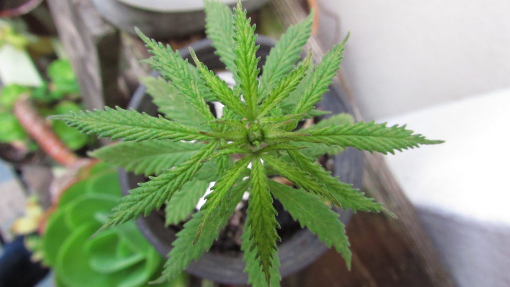 La consommation de cannabis entraîne-t-elle des risques possibles pour un futur enfant ? // Source : Pxhere/CC0 (photo recadrée) La consommation de cannabis entraîne-t-elle des risques possibles pour un futur enfant ? // Source : Pxhere/CC0 (photo recadrée)