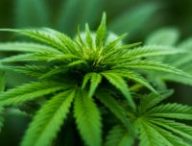 La consommation de cannabis a des conséquences sur le sperme. // Source : Pexels/CC/Michael Fischer (photo recadrée)