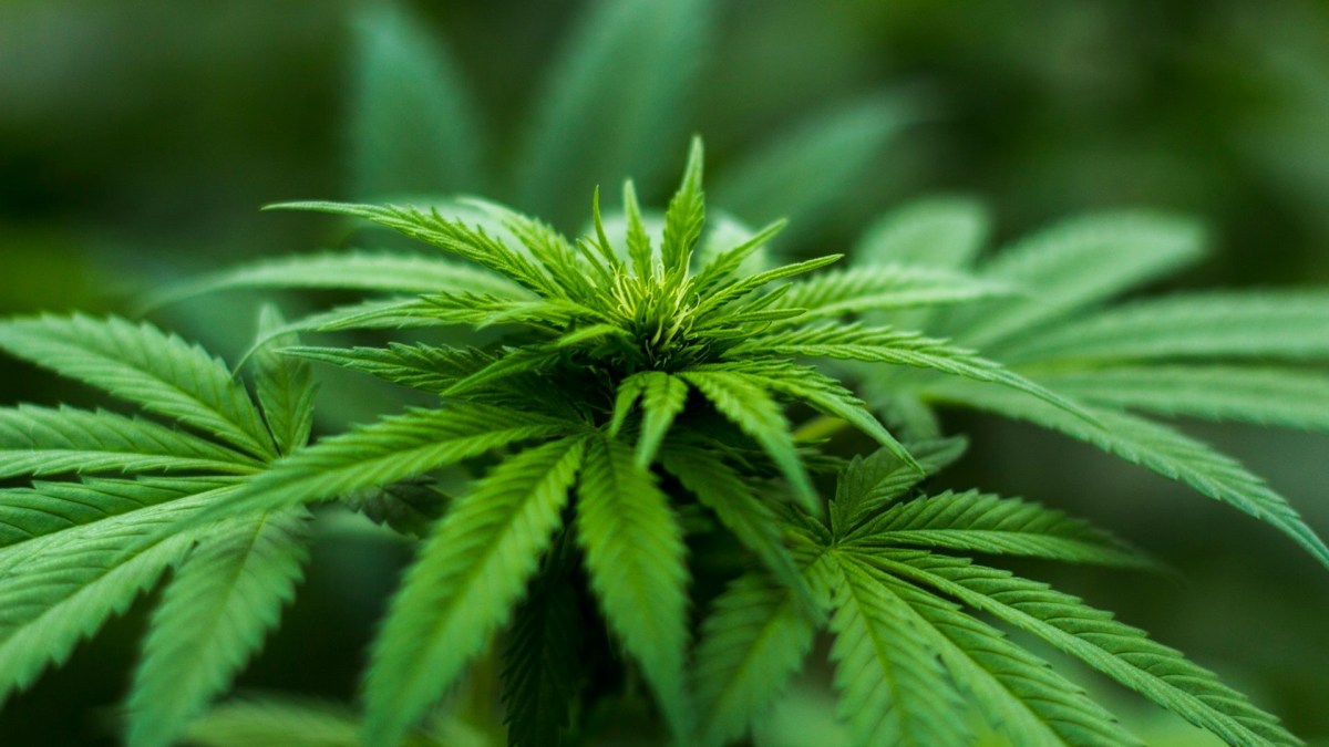 La consommation de cannabis a des conséquences sur le sperme. // Source : Pexels/CC/Michael Fischer (photo recadrée) La consommation de cannabis a des conséquences sur le sperme. // Source : Pexels/CC/Michael Fischer (photo recadrée)