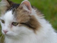 Les chats ont grandi au Danemark, depuis la période des Vikings. // Source : Perrine Signoret