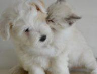 Pourquoi notre cerveau réagit-il excessivement face à des animaux mignons ? // Source : Pixabay/CC0 (photo recadrée)