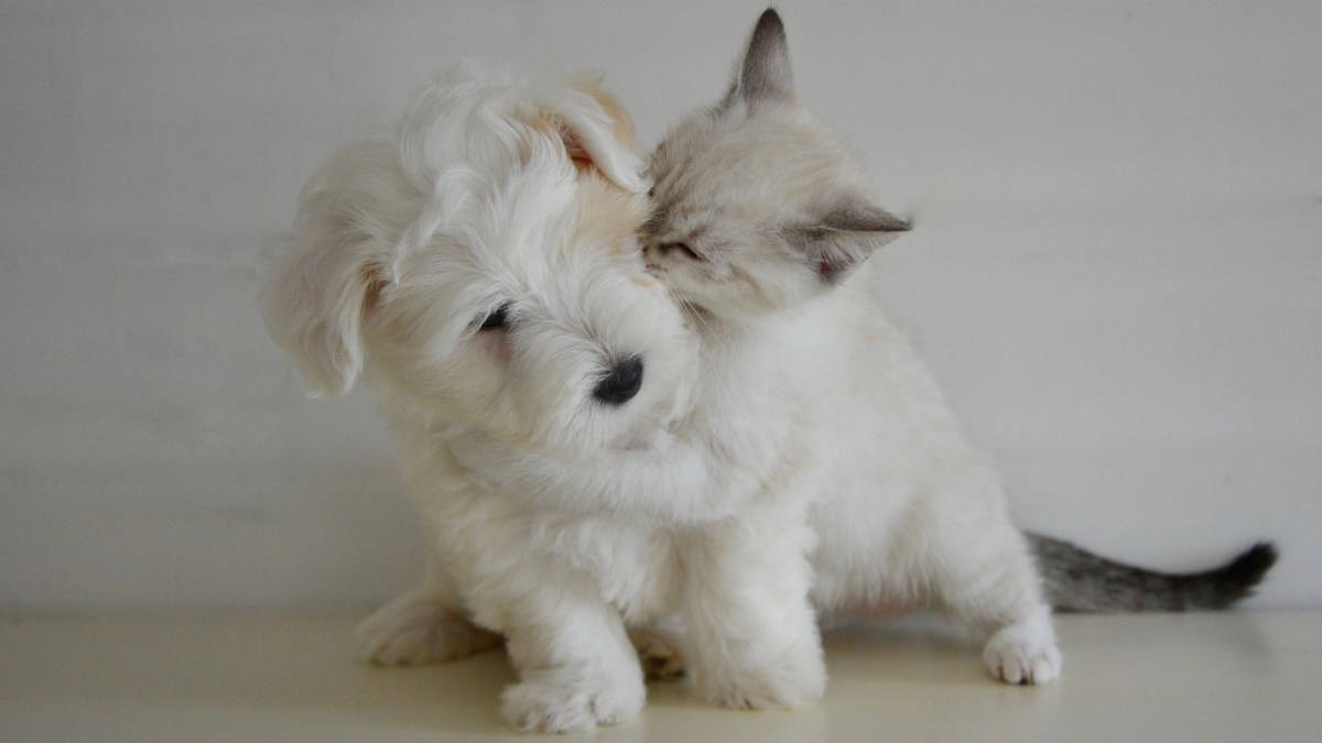 Pourquoi notre cerveau réagit-il excessivement face à des animaux mignons ? // Source : Pixabay/CC0 (photo recadrée) Pourquoi notre cerveau réagit-il excessivement face à des animaux mignons ? // Source : Pixabay/CC0 (photo recadrée)
