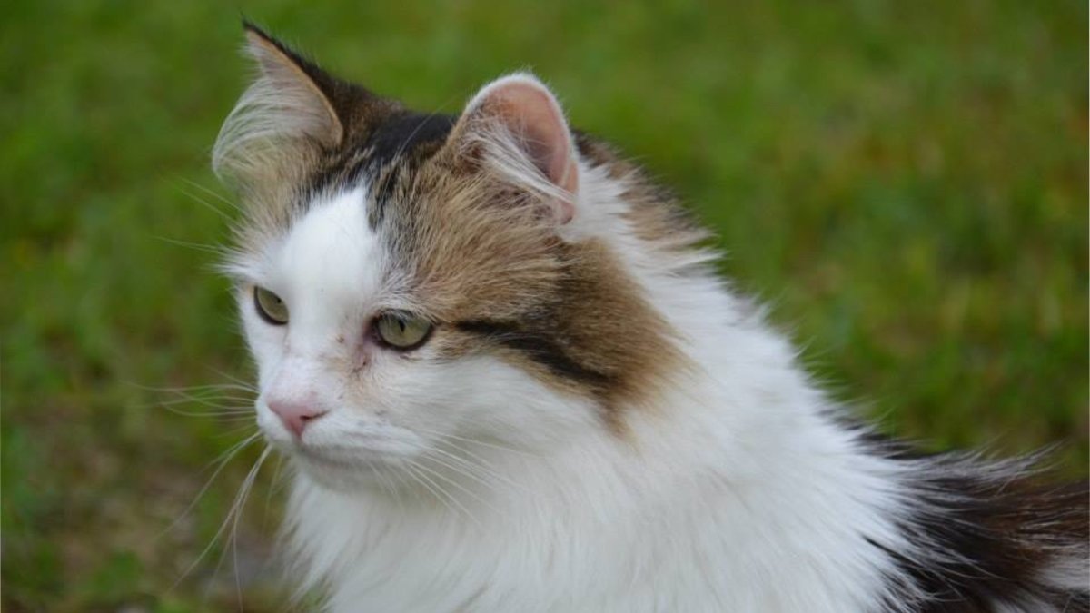 Les chats ont grandi au Danemark, depuis la période des Vikings. // Source : Perrine Signoret Les chats ont grandi au Danemark, depuis la période des Vikings. // Source : Perrine Signoret