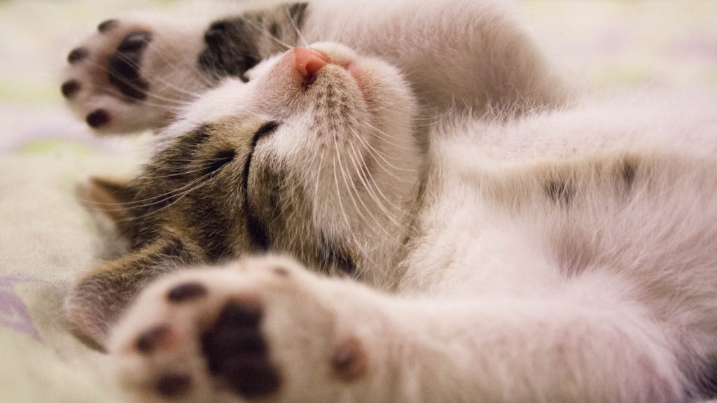 Les Vikings traitaient plutôt mal les chats, et tuaient des chatons. // Source : Pixabay/CC0 (photo recadrée) Les Vikings traitaient plutôt mal les chats, et tuaient des chatons. // Source : Pixabay/CC0 (photo recadrée)