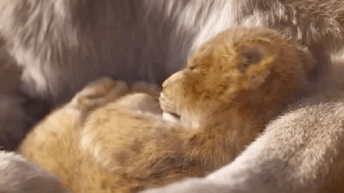 Gif Le Roi Lion 2018