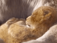 Gif Le Roi Lion 2018