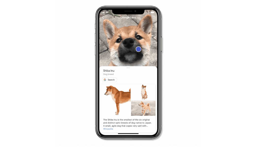 Good Doggo de Google Lens // Source : Google Good Doggo de Google Lens // Source : Google