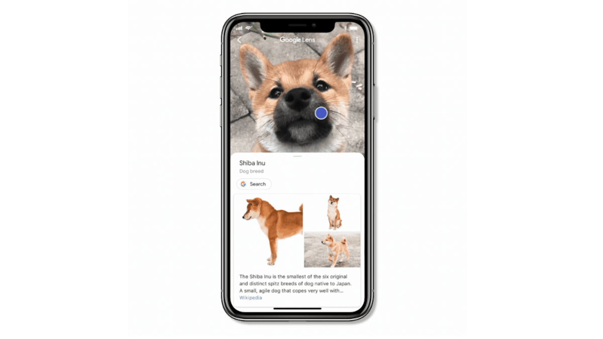 Good Doggo de Google Lens // Source : Google Good Doggo de Google Lens // Source : Google