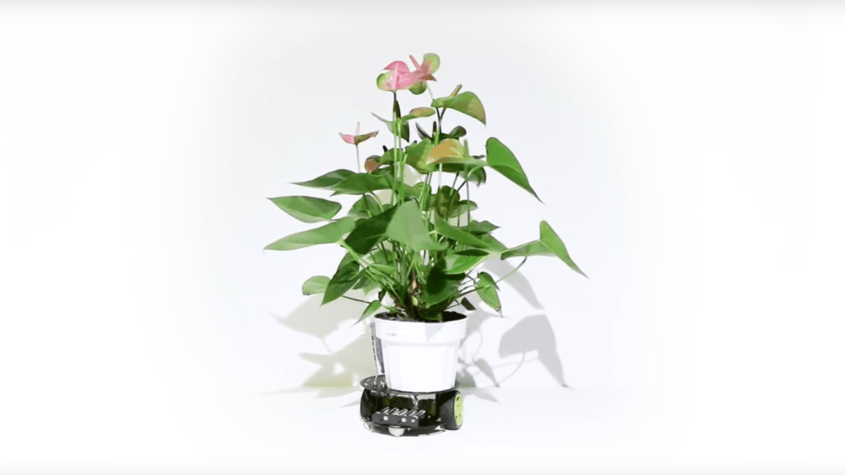 Le robot plante Elowan // Source : Capture d'écran YouTube Harpreet Sareen Le robot plante Elowan // Source : Capture d'écran YouTube Harpreet Sareen