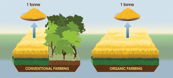 L'agriculture biologique serait indirectement responsable de la déforestation. // Source : Yen Strandqvist/Chalmers University of Technology L'agriculture biologique serait indirectement responsable de la déforestation. // Source : Yen Strandqvist/Chalmers University of Technology