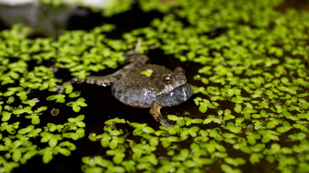 Une grenouille Engystomops pustulosus. // Source : Wikimedia/CC/Brian Gratwicke (photo recadrée) Une grenouille Engystomops pustulosus. // Source : Wikimedia/CC/Brian Gratwicke (photo recadrée)