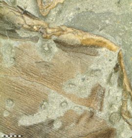 La peau fossilisée du spécimen. // Source : Johan Lindgren La peau fossilisée du spécimen. // Source : Johan Lindgren