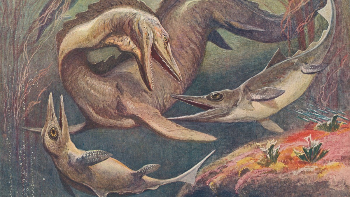 Deux ichtyosaures et un mosasaurus. // Source : Wikimedia/CC/Heinrich Harder (photo recadrée) Deux ichtyosaures et un mosasaurus. // Source : Wikimedia/CC/Heinrich Harder (photo recadrée)