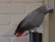 Ceci est un perroquet amoureux d'Alexa, car pourquoi pas. // Source : Capture d'écran / Itv.com