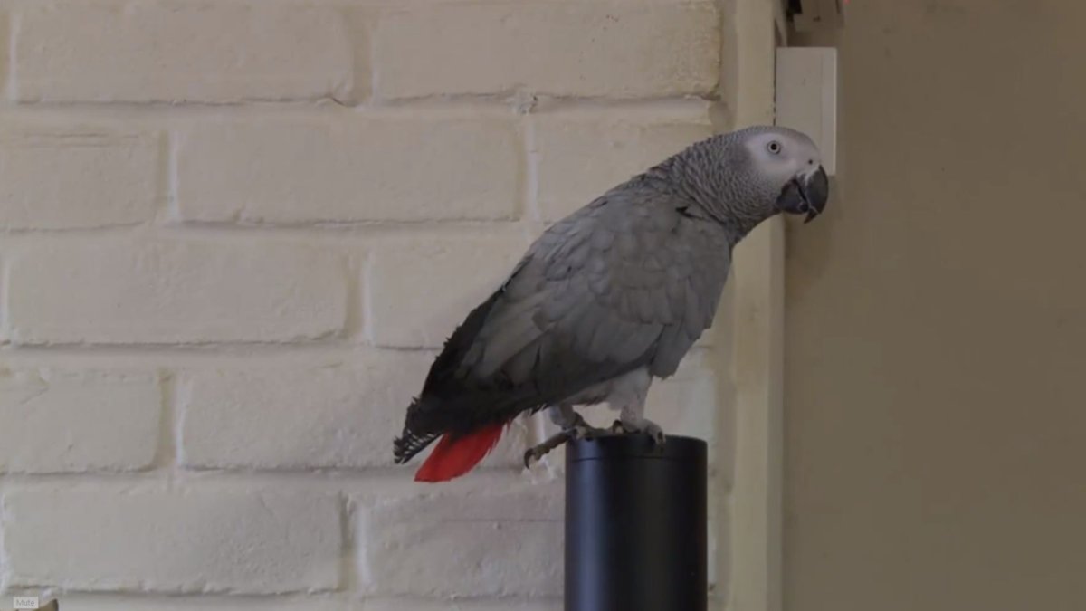 Ceci est un perroquet amoureux d'Alexa, car pourquoi pas. // Source : Capture d'écran / Itv.com Ceci est un perroquet amoureux d'Alexa, car pourquoi pas. // Source : Capture d'écran / Itv.com