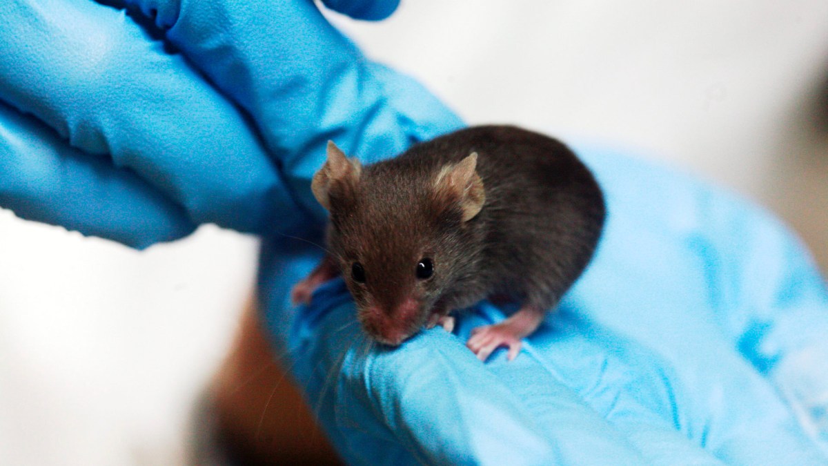 Une souris dans un laboratoire. // Source : Wikimedia/CC/Rama (photo recadrée) Une souris dans un laboratoire. // Source : Wikimedia/CC/Rama (photo recadrée)