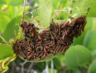 worms-698684_1920
