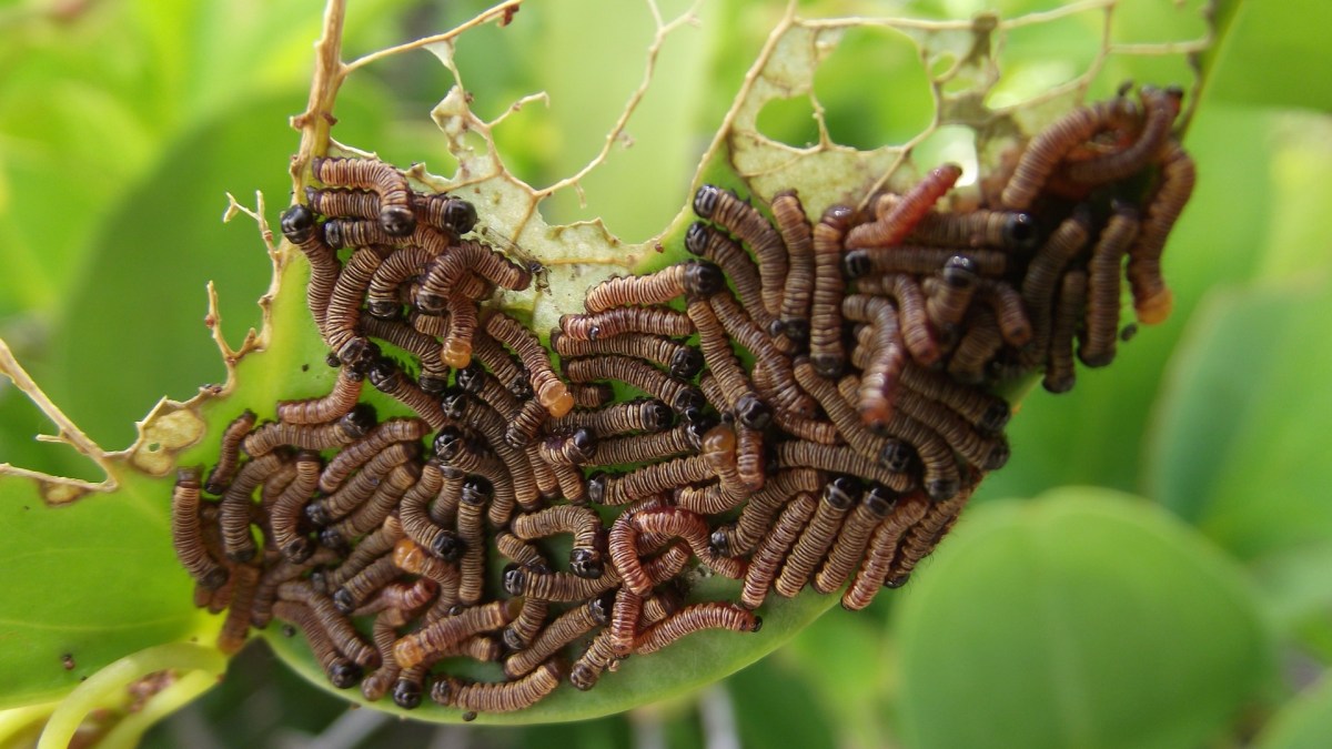 worms-698684_1920 worms-698684_1920