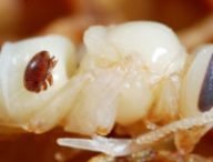 Un parasite Varroa sur une nymphe d'abeille. // Source : Flickr/CC/Gilles San Martin (photo recadrée)