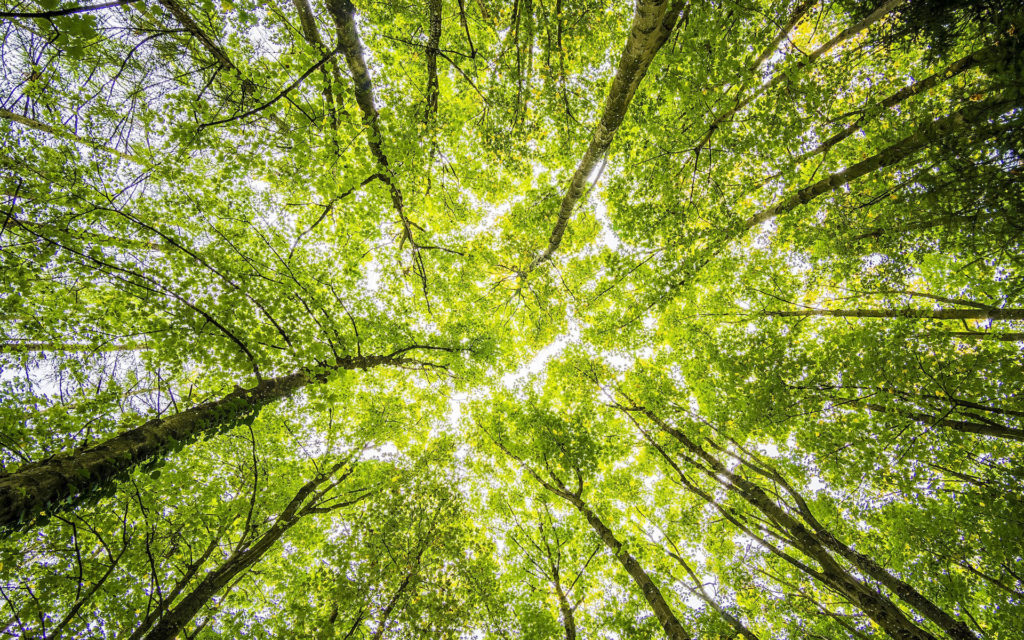 Des arbres. // Source : Pexels (photo recadrée) Des arbres. // Source : Pexels (photo recadrée)