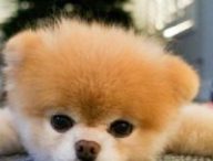R.I.P petit ange // Source : @buggyboowaggytails