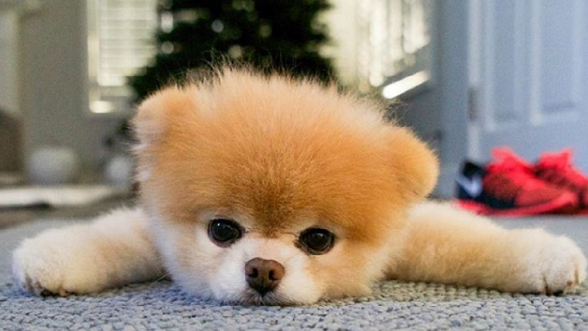 R.I.P petit ange // Source : @buggyboowaggytails R.I.P petit ange // Source : @buggyboowaggytails