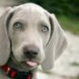 Le cerveau des chiens reconnait les humains des autres chiens. // Source : Pixabay/CC0 (photo recadrée) Le cerveau des chiens reconnait les humains des autres chiens. // Source : Pixabay/CC0 (photo recadrée)