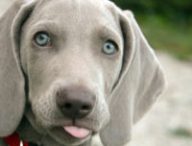 Le cerveau des chiens reconnait les humains des autres chiens. // Source : Pixabay/CC0 (photo recadrée)