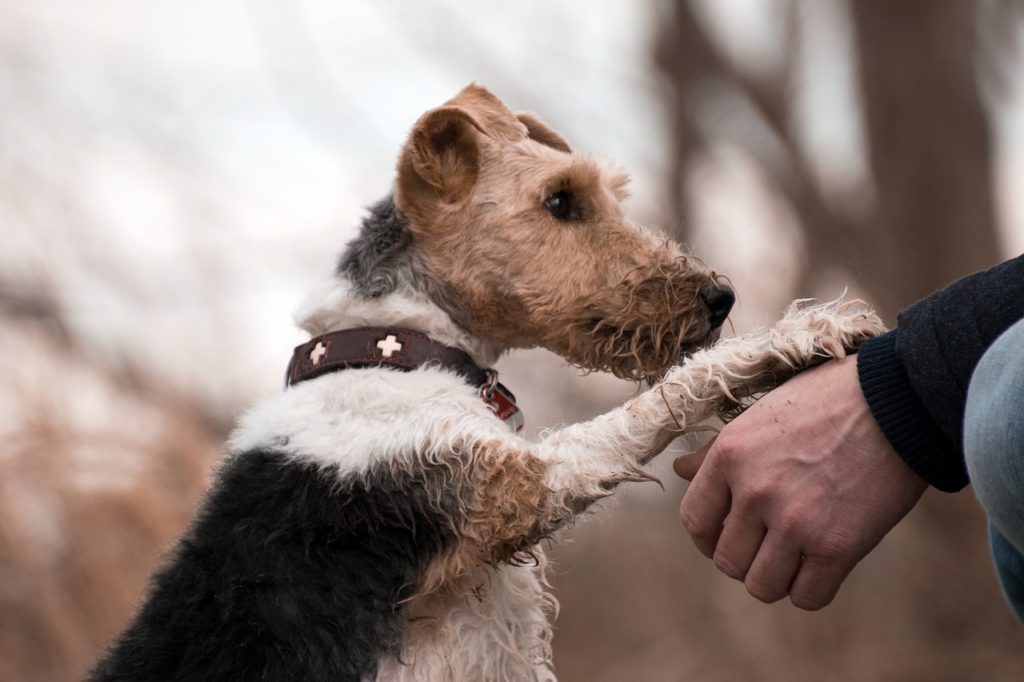 Le cerveau d'un chien n'active pas les mêmes zones cérébrales en voyant un humain ou un autre chien. // Source : Max Pixel/CC0 Le cerveau d'un chien n'active pas les mêmes zones cérébrales en voyant un humain ou un autre chien. // Source : Max Pixel/CC0