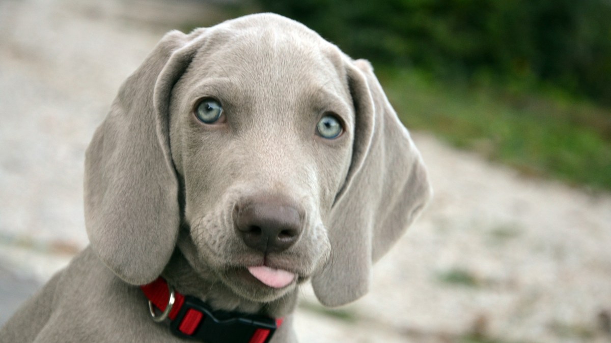 Le cerveau des chiens reconnait les humains des autres chiens. // Source : Pixabay/CC0 (photo recadrée) Le cerveau des chiens reconnait les humains des autres chiens. // Source : Pixabay/CC0 (photo recadrée)