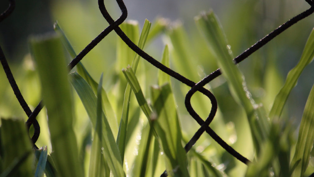 L'odeur de l'herbe coupée est un signal de détresse. // Source : Flickr/CC/Daniel Pink (photo recadrée) L'odeur de l'herbe coupée est un signal de détresse. // Source : Flickr/CC/Daniel Pink (photo recadrée)