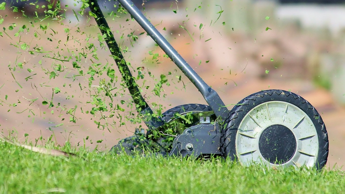 De l'herbe tondue. // Source : Pixabay/CC0 (photo recadrée) De l'herbe tondue. // Source : Pixabay/CC0 (photo recadrée)