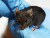 Une pitite souris de laboratoire // Source : Wikimedia