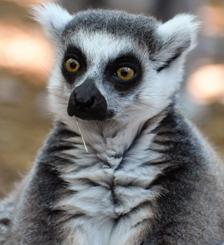 Oui, les lémuriens sont très mignons. // Source : Pixabay Oui, les lémuriens sont très mignons. // Source : Pixabay