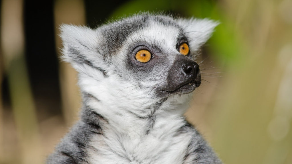 Un lémurien de Madagascar, choqué et déçu. // Source : publicdomainpictures.net Un lémurien de Madagascar, choqué et déçu. // Source : publicdomainpictures.net