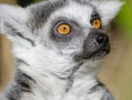 Un lémurien de Madagascar, choqué et déçu. // Source : publicdomainpictures.net