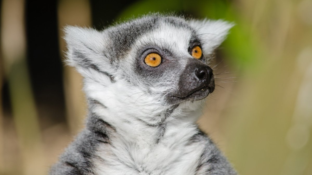 Un lémurien de Madagascar, choqué et déçu. // Source : publicdomainpictures.net Un lémurien de Madagascar, choqué et déçu. // Source : publicdomainpictures.net