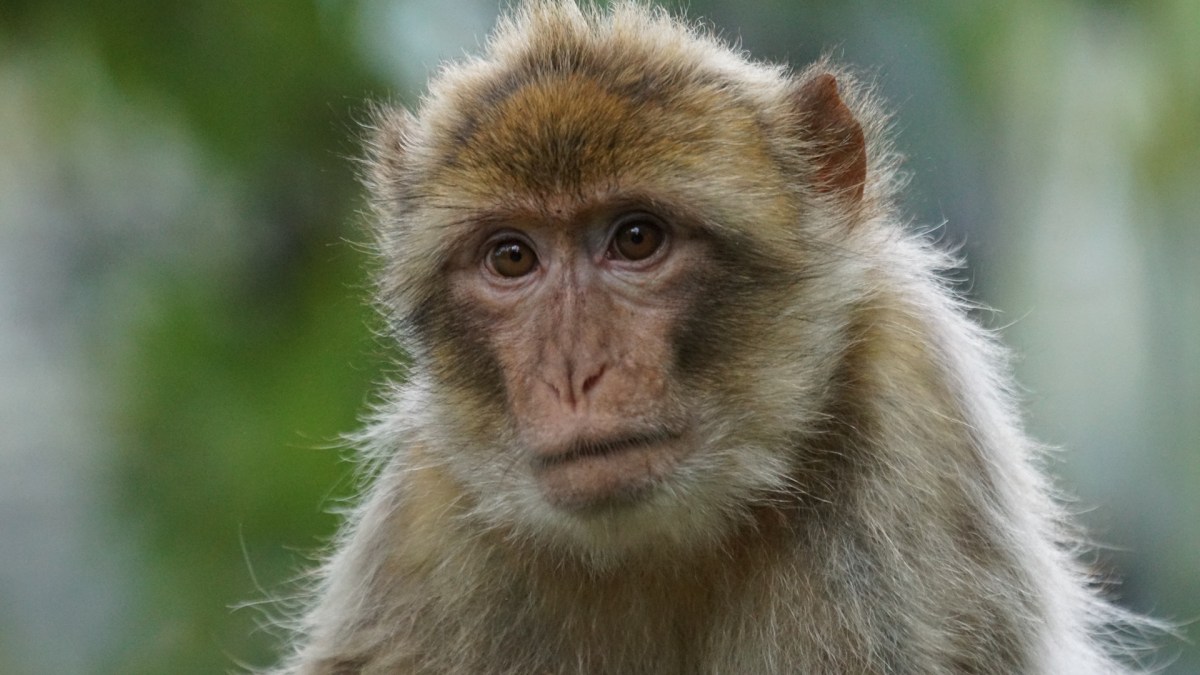 Un macaque. // Source : Pxhere/CC0 (photo recadrée) Un macaque. // Source : Pxhere/CC0 (photo recadrée)
