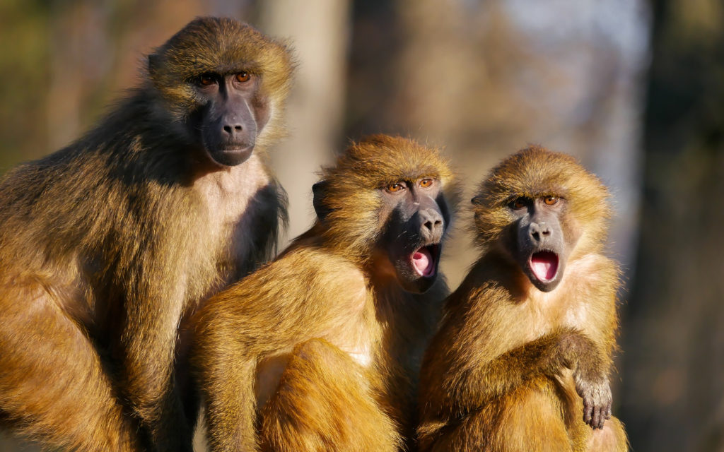 Des macaques. // Source : Pixabay (photo recadrée) Des macaques. // Source : Pixabay (photo recadrée)