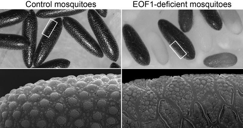 Les œufs pondus par des moustiques privés de la protéine se trouvent à droite de l'image. // Source : Jun Isoe Les œufs pondus par des moustiques privés de la protéine se trouvent à droite de l'image. // Source : Jun Isoe