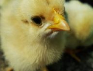 Un petit poussin très mignon. // Source : Pxhere