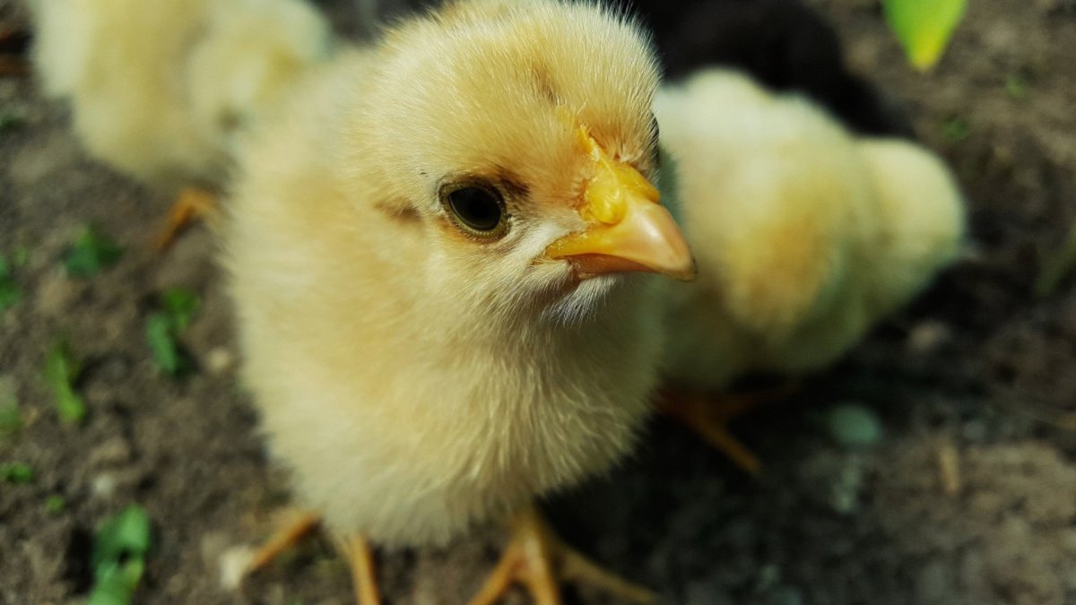 Un petit poussin très mignon. // Source : Pxhere Un petit poussin très mignon. // Source : Pxhere