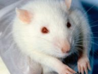 Un rat de laboratoire. // Source : Wikimedia/CC/Janet Stephens (photo recadrée)