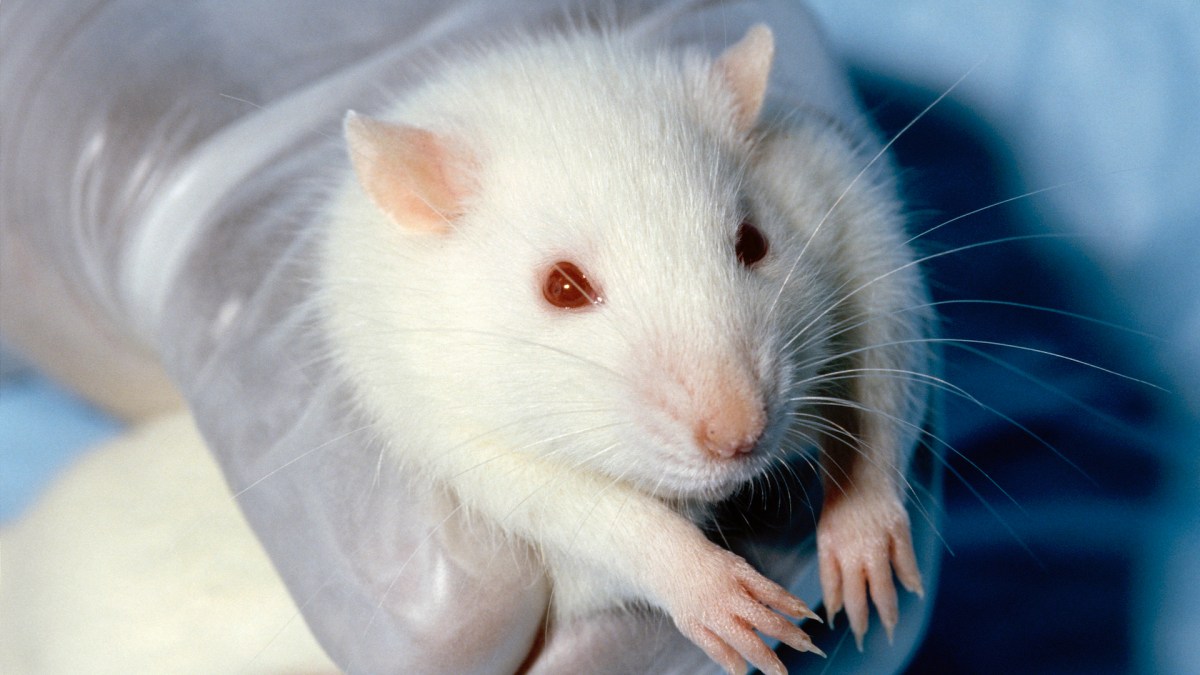 Un rat de laboratoire. // Source : Wikimedia/CC/Janet Stephens (photo recadrée) Un rat de laboratoire. // Source : Wikimedia/CC/Janet Stephens (photo recadrée)