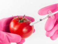 Une tomate modifiée génétiquement. // Source : Pixabay/CC0 (photo recadrée)